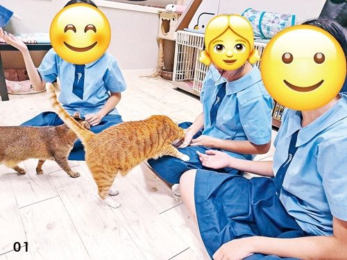 動物輔助治療元素 應用於青少年成長工作